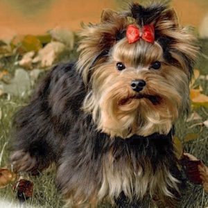 Deckrüde: GINO, black-tan, Besitzerin Simone Siegel
